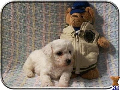 Bichon Frise Puppies for Sale